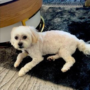 Meet your Posher, Mia